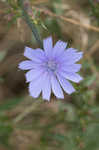 Chicory